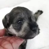 ミニチュアシュナウザー【茨城県・男の子・2025年7月10日・ソルト&ペッパー】の写真14