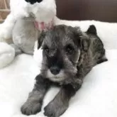 ミニチュアシュナウザー【茨城県・男の子・2025年7月10日・ソルト&ペッパー】の写真11