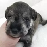 ミニチュアシュナウザー【茨城県・男の子・2025年7月10日・ソルト&ペッパー】の写真13