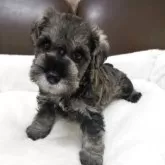 ミニチュアシュナウザー【茨城県・男の子・2025年7月10日・ソルト&ペッパー】の写真10「是非会いに来てください😊」