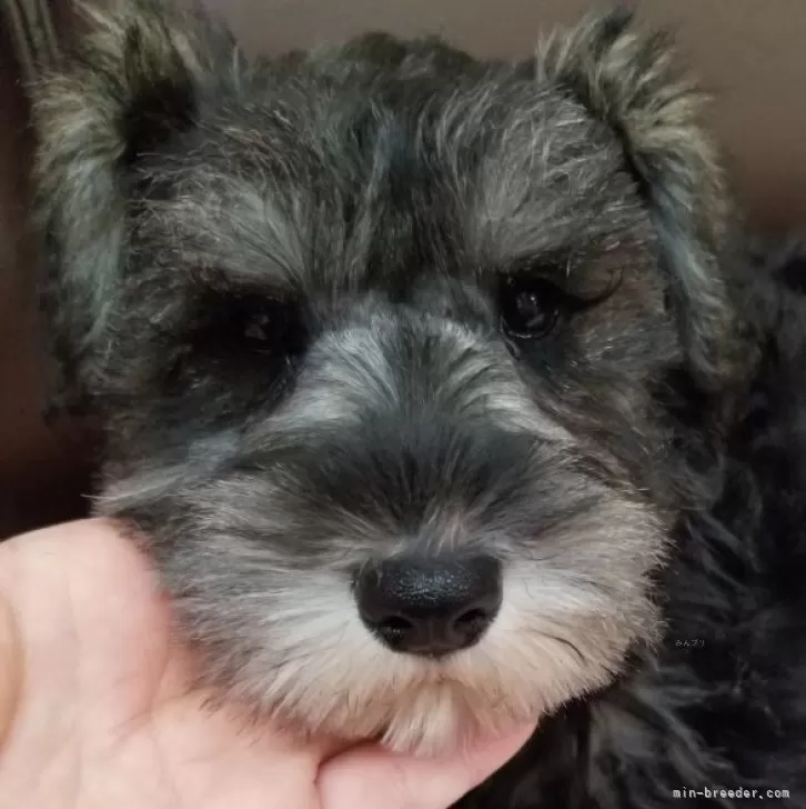 ID:2312-03776の子犬