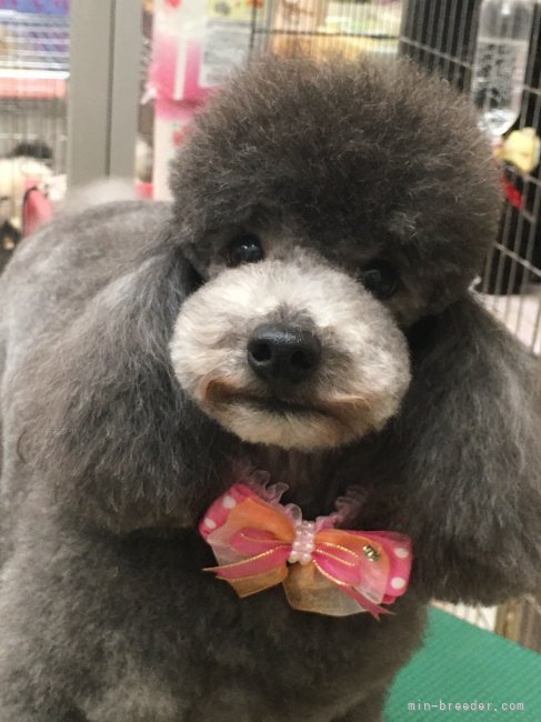 松尾　良美(まつお　よしみ)ブリーダー(埼玉県・マルチーズなど・JKC登録)の紹介写真2