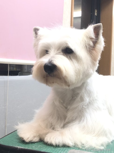 松尾　良美(まつお　よしみ)ブリーダー(埼玉県・マルチーズなど・JKC登録)の紹介写真6