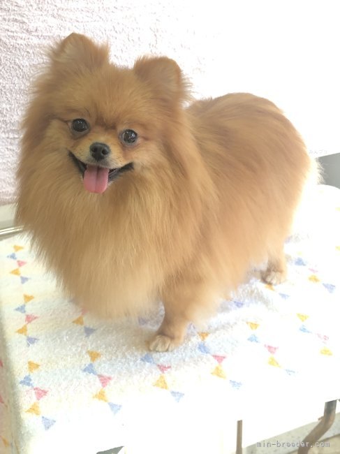 松尾　良美(まつお　よしみ)ブリーダー(埼玉県・マルチーズなど・JKC登録)の紹介写真7