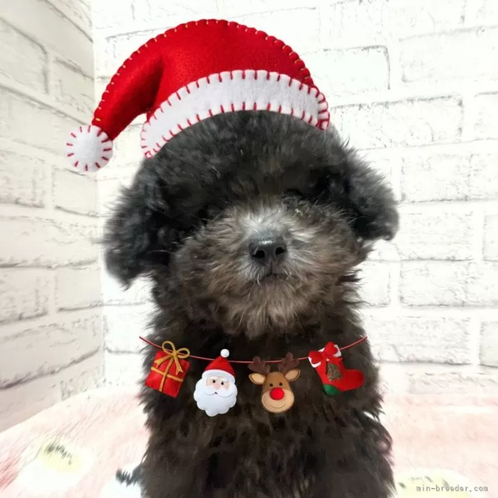 ID：2412-05300の子犬