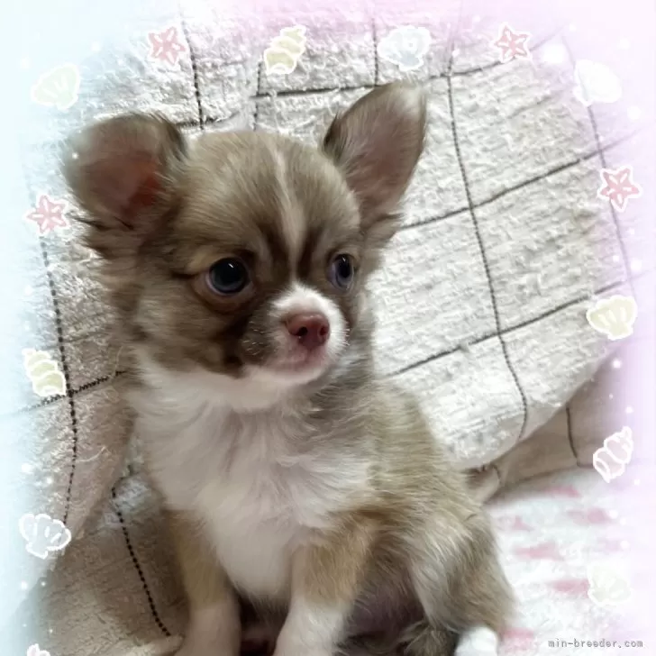 チワワ(ロング)【埼玉県・男の子・2025年6月3日・チョコセーブル&amp;ホワイト】の写真1