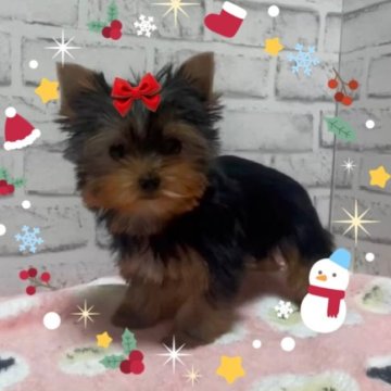 ヨークシャーテリア【埼玉県・女の子・2024年9月23日・スチールブルータン】の写真「お品のある顔立ちの女の子🎀」