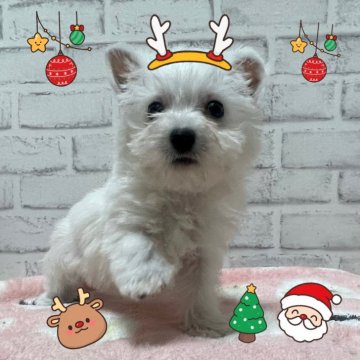 ウエストハイランドホワイトテリア【埼玉県・女の子・2024年10月16日・ホワイト】の写真「ちっちゃくて超カワイイです♡」