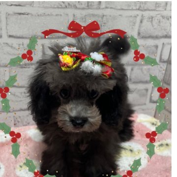 トイプードル(タイニー)【埼玉県・女の子・2024年9月6日・シルバー】の写真「パッチリお目目のキュートちゃん💕」