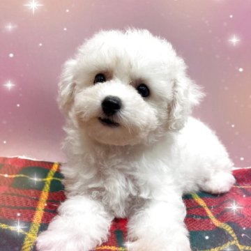 ビションフリーゼ【埼玉県・女の子・2025年9月4日・ホワイト】の写真「ものすご〜く美人さん😍」