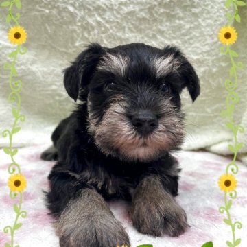 ミニチュアシュナウザー【埼玉県・女の子・2025年7月1日・ブラック&シルバー】の写真「骨格構成◎お顔も可愛い💕
✨期間限定価格✨」