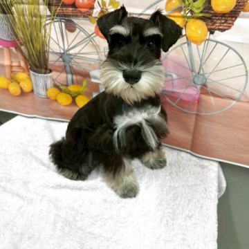 ミニチュアシュナウザー【埼玉県・男の子・2025年7月1日・ブラック&シルバー】の写真「骨格構成◎イケメンですょ👍
✨期間限定価格✨」