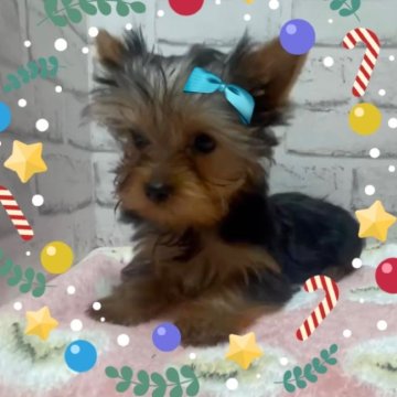 ヨークシャーテリア【埼玉県・男の子・2024年9月23日・スチールブルータン】の写真「パッチリ👀お目目のキュートな男の子✨」