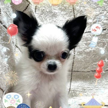 チワワ(ロング)【埼玉県・男の子・2025年6月3日・ホワイト&ブラック】の写真「アイ♡パンチカラーの可愛い男の子🍀」