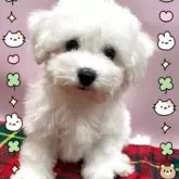 ビションフリーゼ