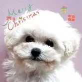 タイニープードル【埼玉県・男の子・2025年10月5日・ホワイト】の写真1