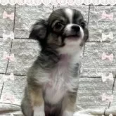 チワワ(ロング)