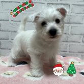 ウエストハイランドホワイトテリア