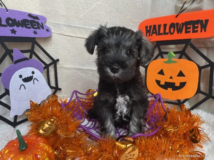 ID：2110-01420の子犬