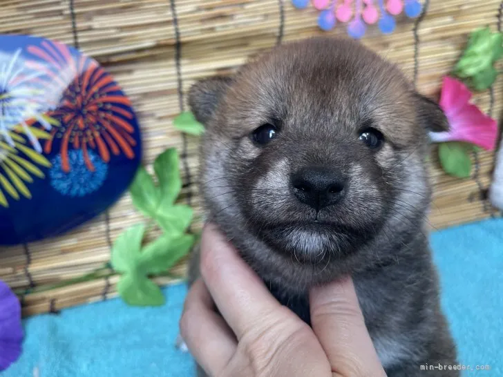 ID：2108-02995の子犬