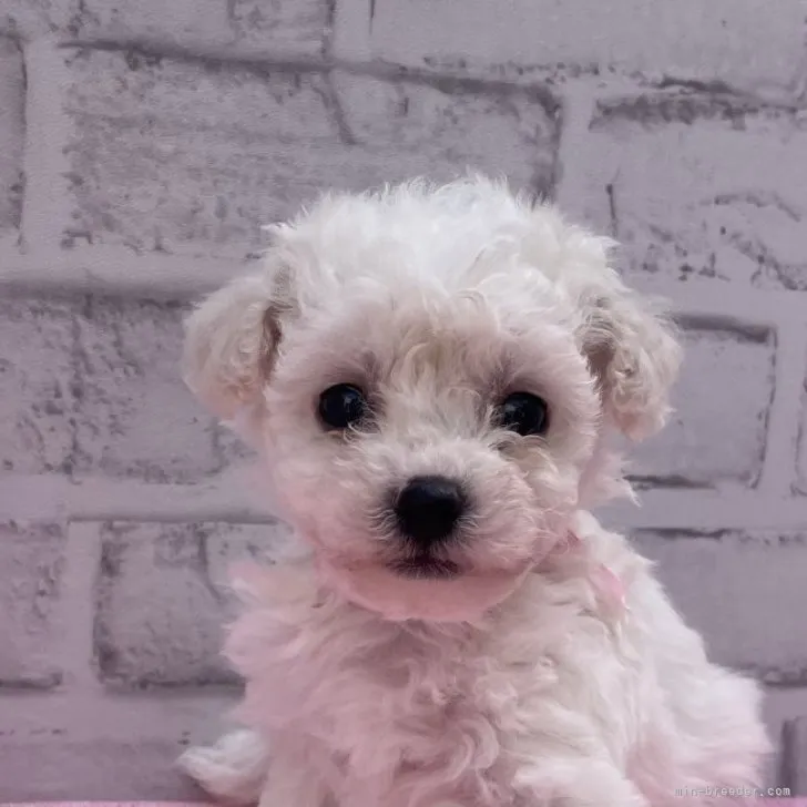 ID：2304-05374の子犬