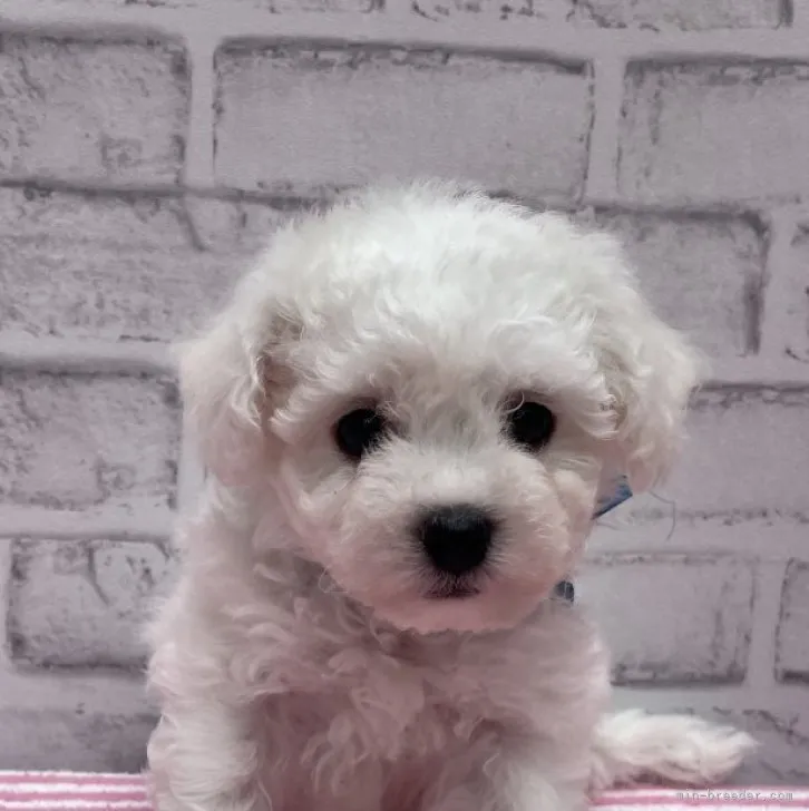 ID：2304-05370の子犬