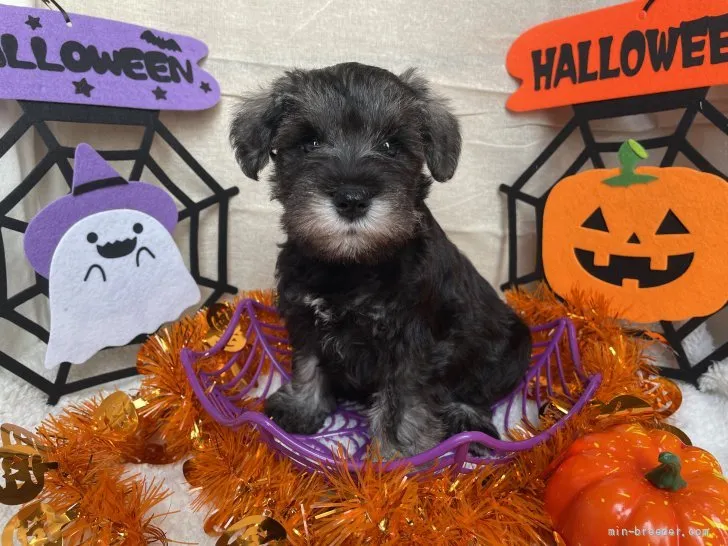 J.H 様のお迎えした子犬