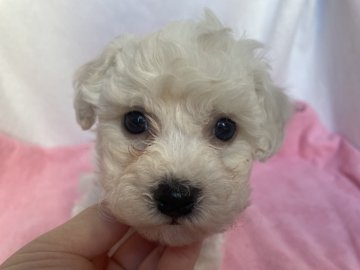 ビションフリーゼ【埼玉県・男の子・2022年1月9日・ホワイト】の写真「可愛いお顔の男の子💕」