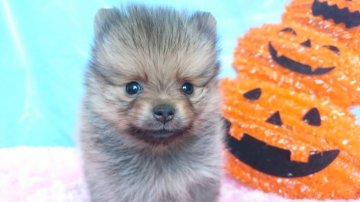 ポメラニアン【埼玉県・男の子・2020年9月12日・オレンジ】の写真「甘えん坊の男の子✨」