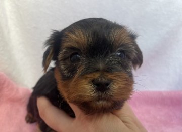 ヨークシャーテリア【埼玉県・男の子・2022年1月13日・スチール&ブルータン】の写真「可愛いおっとりボーイ💕」