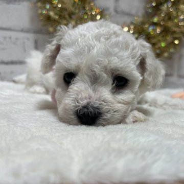 ビションフリーゼ【埼玉県・女の子・2023年11月13日・ホワイト】の写真「キュート💕な女の子🎀」