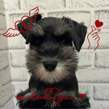 ミニチュアシュナウザー【埼玉県・女の子・2023年12月1日・ブラック&シルバー】の写真「上質シュナ子ちゃん💕」