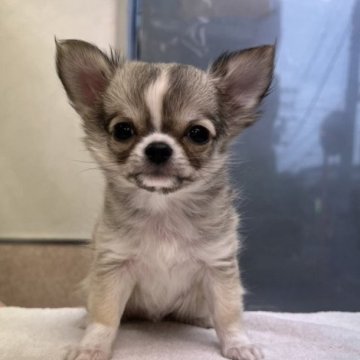 チワワ(ロング)【埼玉県・男の子・2023年2月27日・フォーンセーブル&ホワイト】の写真「パパCHイケメンくん🍀
最終値下げ❗️」