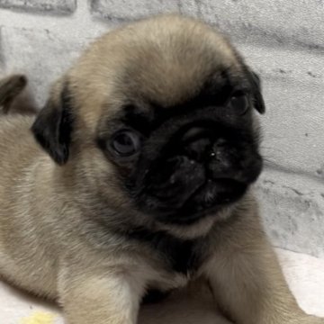 パグ【埼玉県・女の子・2023年10月16日・フォーン】の写真「チャンピオン直子❗️1/10販売終了‼️」