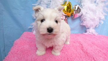 ウエストハイランドホワイトテリア【埼玉県・女の子・2020年10月26日・ホワイト】の写真「可愛い💕お顔の女の子」