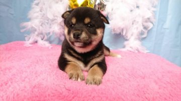 柴犬(標準サイズ)【埼玉県・女の子・2020年11月1日・黒】の写真「まん丸女の子❣️」