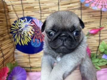 パグ【埼玉県・女の子・2021年7月14日・フォーン】の写真「チャンピオン直子✨可愛いお顔の女の子😍」