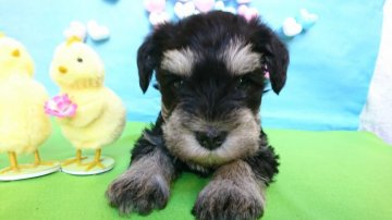 ミニチュアシュナウザー【埼玉県・女の子・2020年12月22日・ブラック&シルバー】の写真「めちゃ可愛い乙女💕」