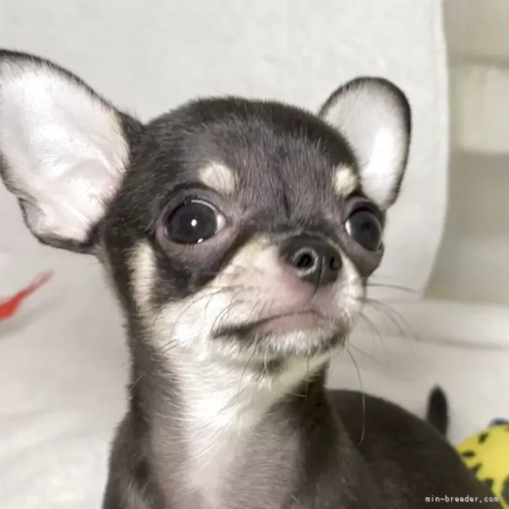 T.S 様のお迎えした子犬