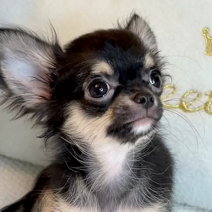 KN 様のお迎えした子犬