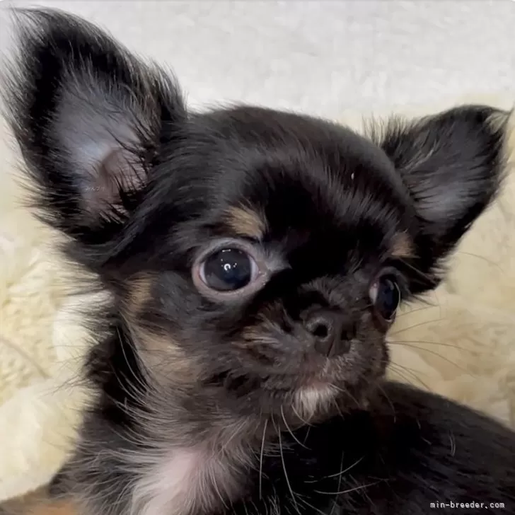 ID:2502-00208の子犬