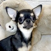 チワワ(スムース)