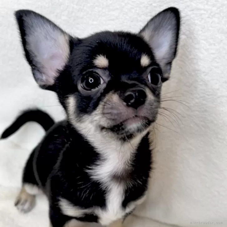 カワノ 様のお迎えした子犬