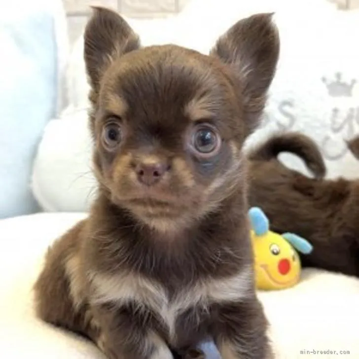 ID：2206-00679の子犬