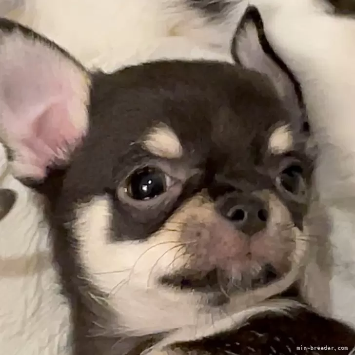 A.O 様のお迎えした子犬