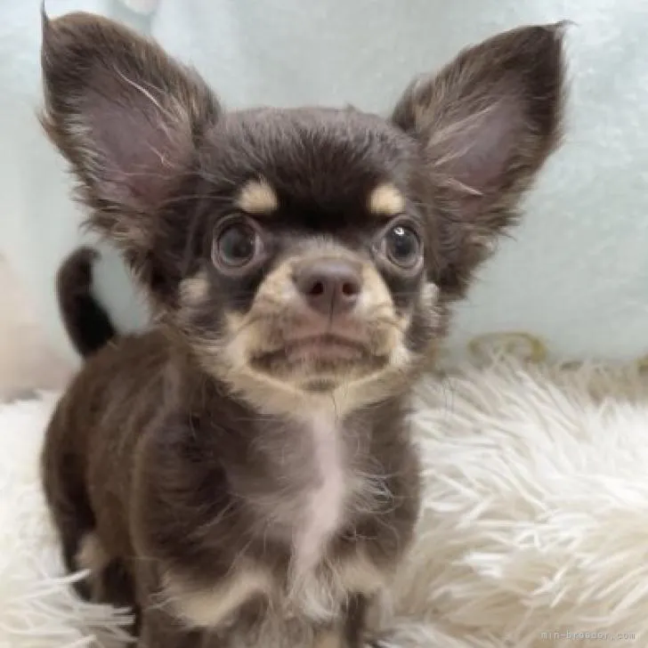 ID：2206-01652の子犬