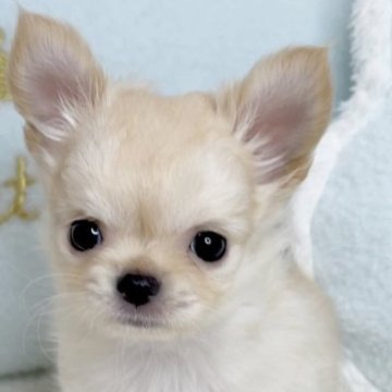 チワワ(ロング)【東京都・女の子・2023年7月14日・クリームホワイト】の写真「パパはJKCチャンピオンで極小サイズです♡」