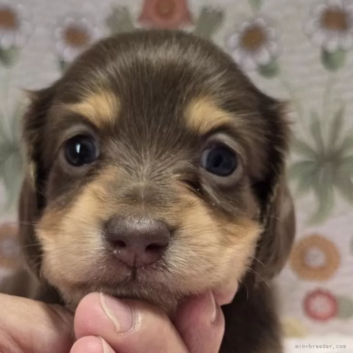 ID：2507-08946の子犬