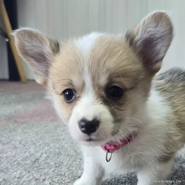 ID：2503-06793の子犬