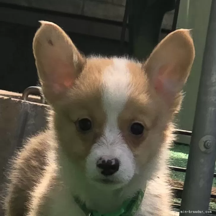 ID:2503-06909の子犬
